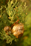 Cupressus sempervirens  RCP3-06 067.jpg